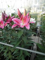 [1870 Shandong Mak No02.JPG]